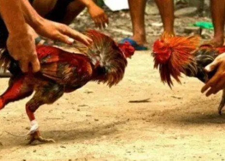 Perjudian Sambung Ayam di Desa Kunjang Ngancar Nekat Beroperasi Saat Ramadan, Warga Resah.