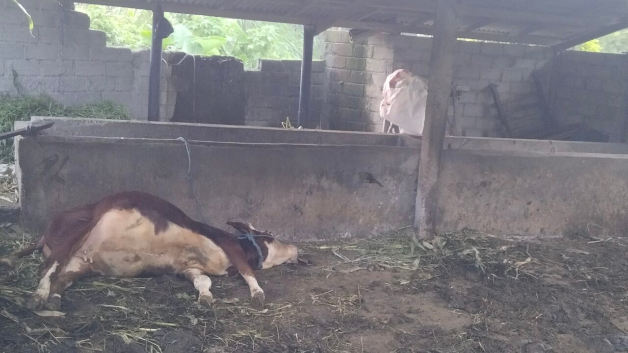 *Dua Sapi Milik Warga Ngancar Dicuri dan Satu Ekor Mati Diduga Diracun, Pelaku Kabur Meski Sempat Dikejar Massa*